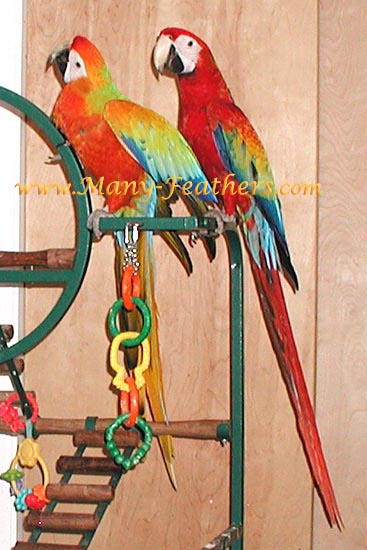 Capri Macaw brother & sister, Sunkist & Flame