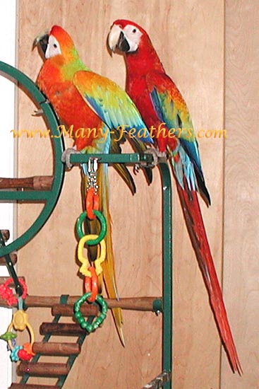 Macaws+pictures