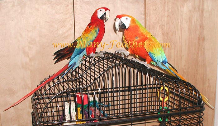 Capri Macaws, Flame & Sunkist