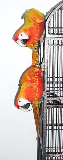 2 yr old Capri Macaw Sunkist & 3-1/2 yr old brother, Liberty