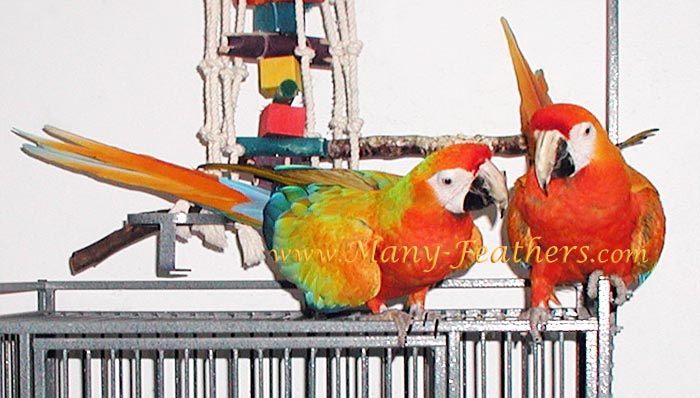 Capri Macaws, Sunkist & Liberty