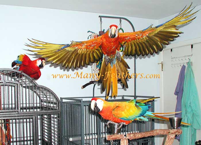 Macaws+flying