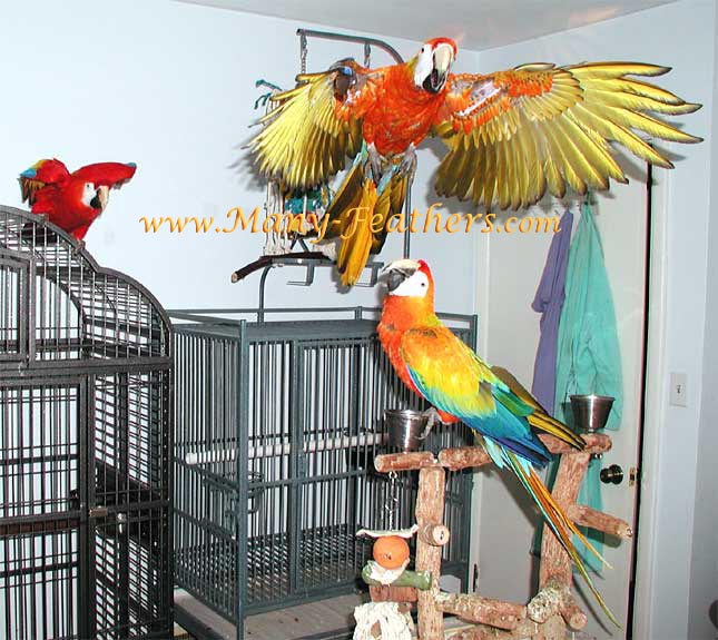 Scarlet & Capri Macaws