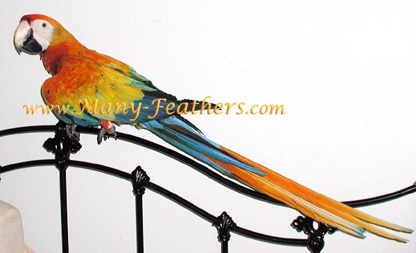 11 month old hybrid Capri Macaw, Phoenix