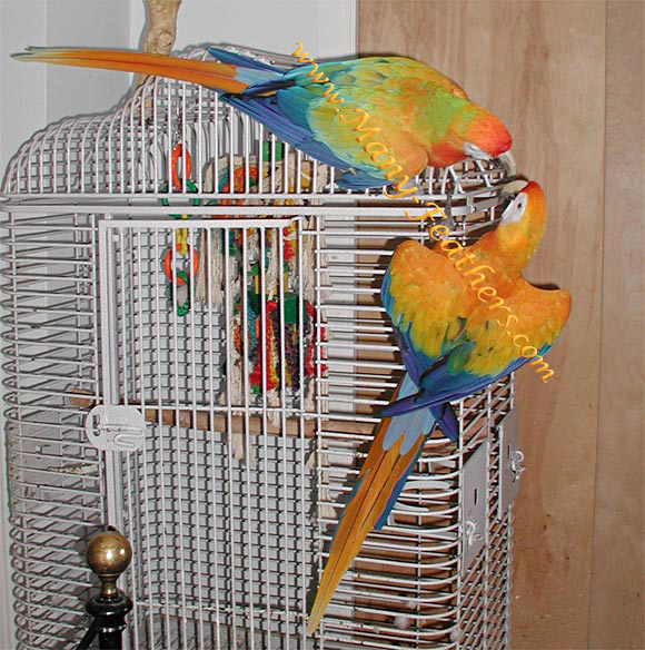 Capri Macaws, Sunkist & Blondie