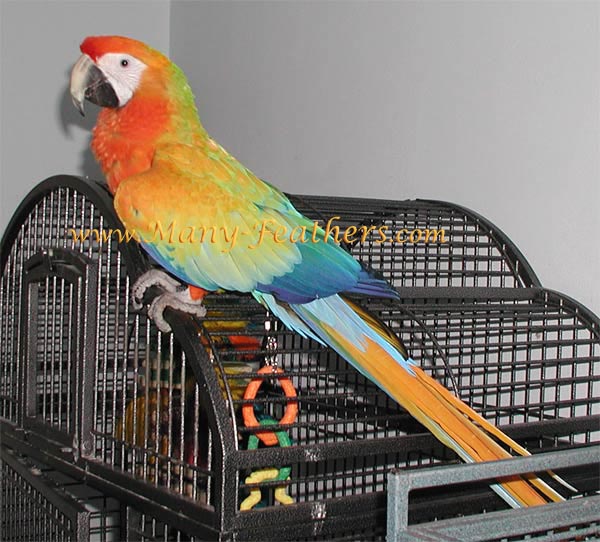 Capri Macaw, Sunkist