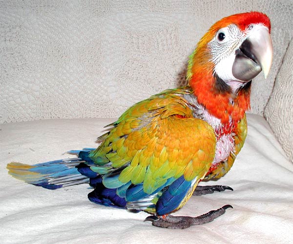 7 week old Capri Macaw, Sunkist