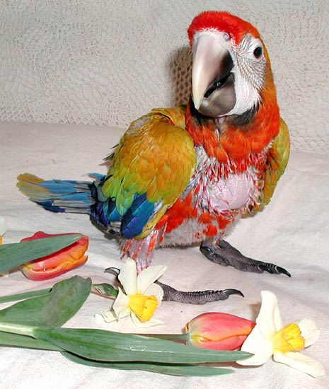 7 week old Capri Macaw, Sunkist