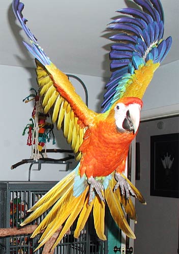 3 month old hybrid Capri Macaw, Sunkist