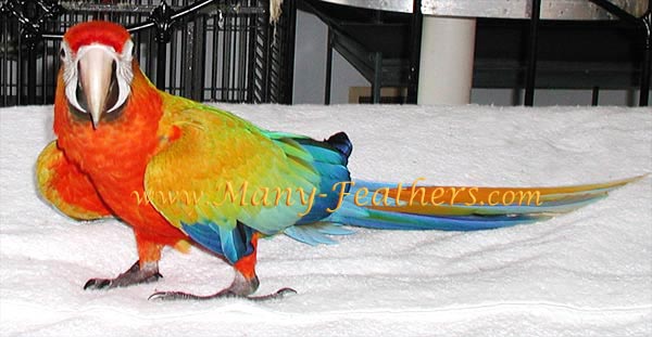 Capri Macaw, Sunkist