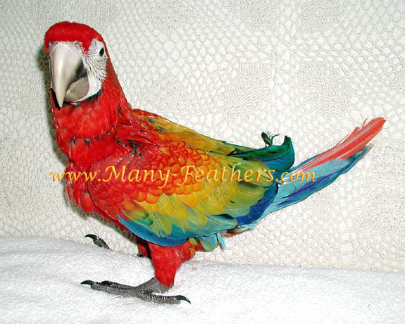 2 month old baby Capri Macaw, Flame