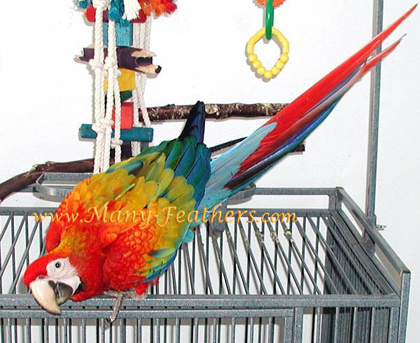 Red Dominant Capri Macaw, Flame