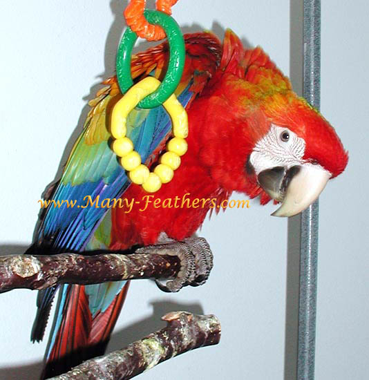 4 month old red Capri Macaw, Flame