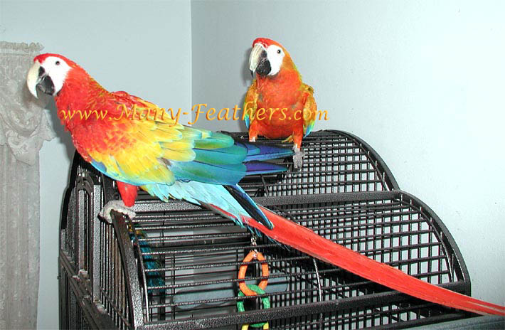 Capri Macaw, Flame