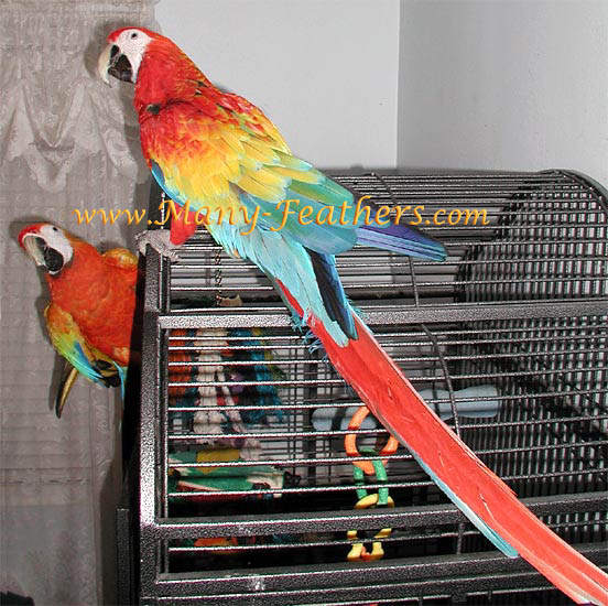 Capri Macaw, Flame