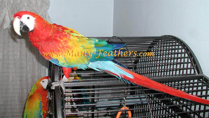 Capri Macaw, Flame