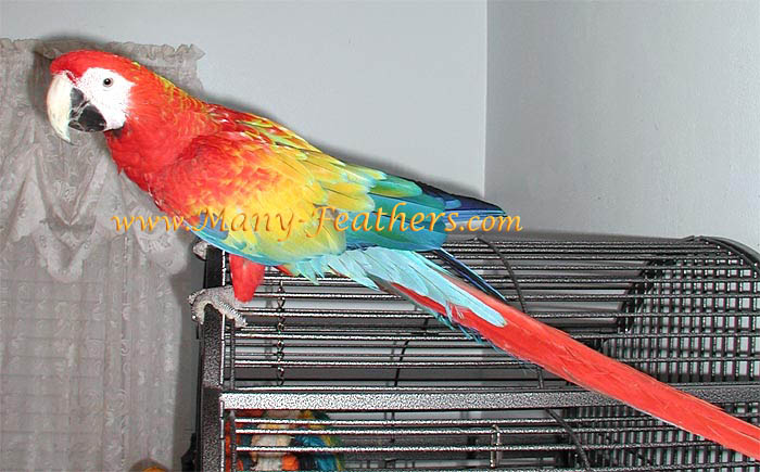 Capri Macaw, Flame