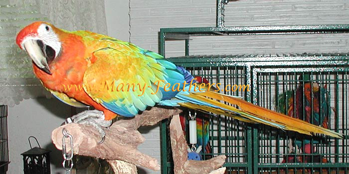 15 month old Capri Macaw, Sunkist, on 5/22/06