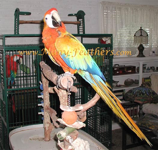 Hybrid Capri Macaw, Sunkist