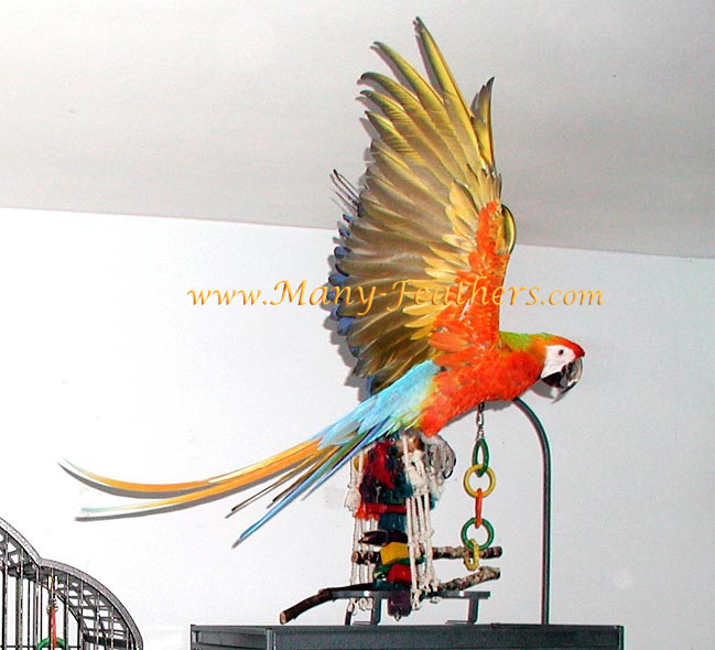 Capri Macaw, Sunkist,  flying inside