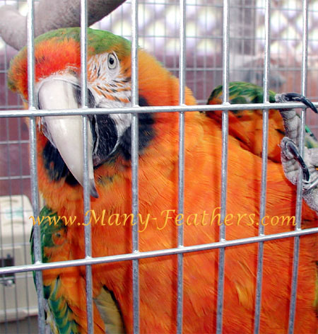 Catalina Macaw, Vanessa