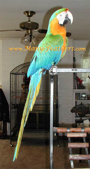 Catalina Macaw, Marilyn