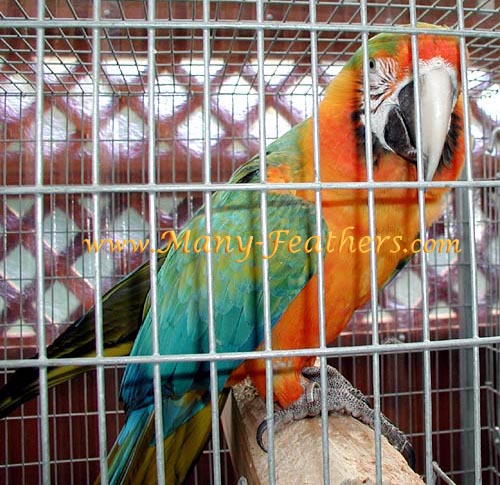 Catalina Macaw, Rascal