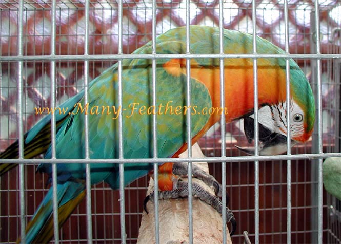 Catalina Macaw