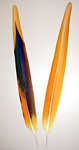 Yellow Camelot Macaw Secondary Tail Feathers