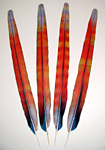 Red Camelot Macaw Rainbow  Center Tail Feathers