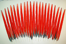 Red Scarlet Macaw Center Tail Feathers