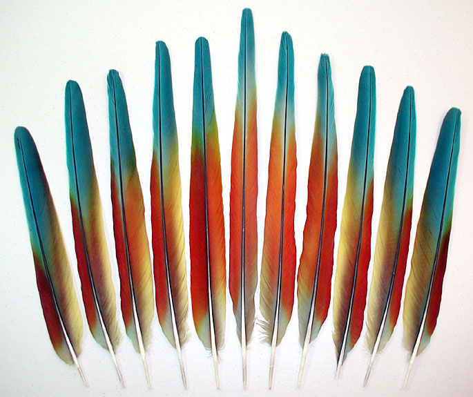 Buffon's Macaws Tail Feathers