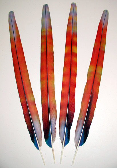 Red Camelot Macaw Rainbow Center Tail Feathers