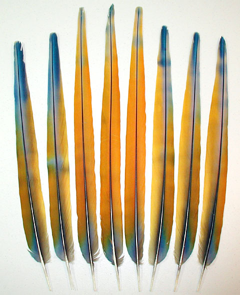 Camelot Macaw Tail Feathers - Seraphene