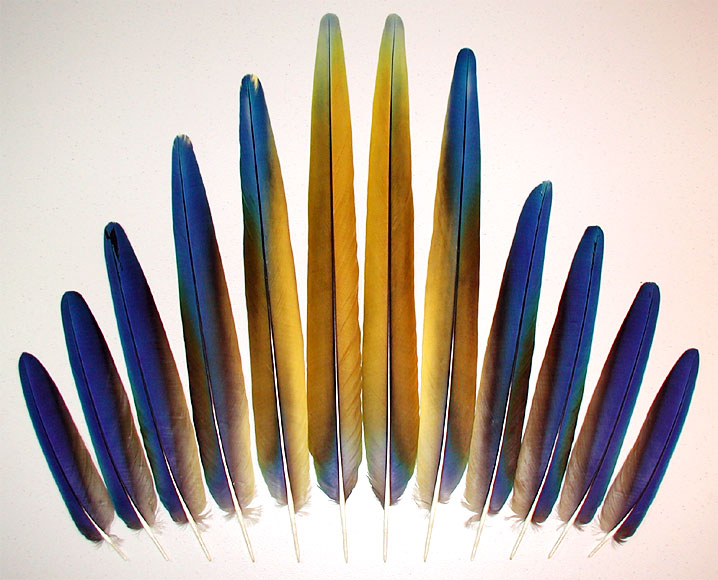 Camelot Macaw Tail Feathers