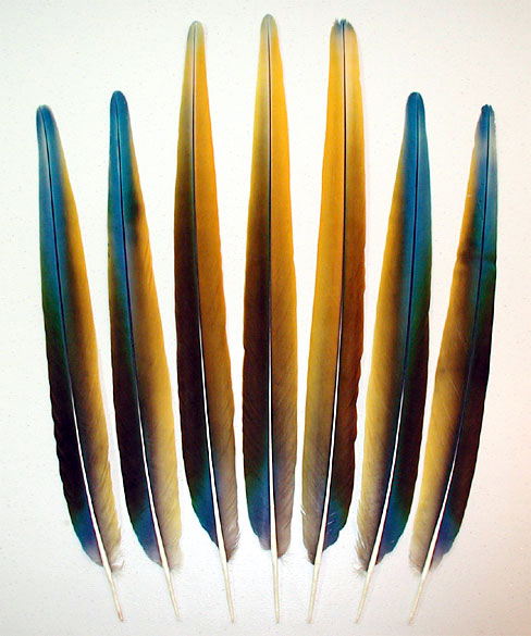 Camelot Macaw Tail Feathers - Topaz