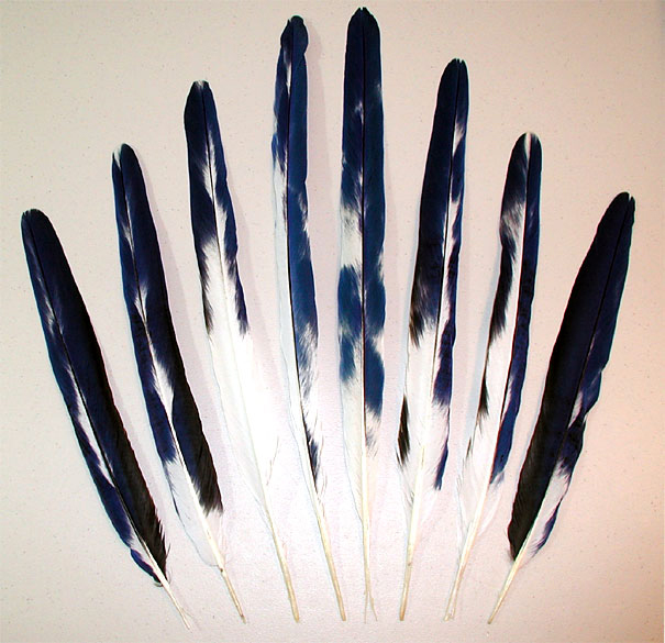 Variegated Hyacinth Macaw Tail Feathers
