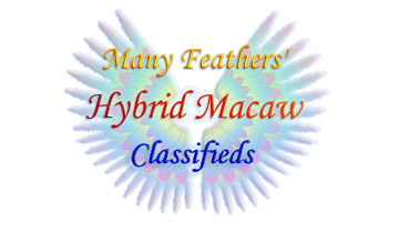 Hybrid Macaw Classifieds