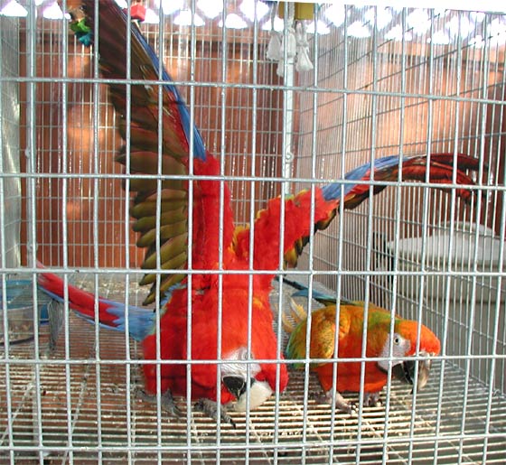 Camelot Macaw & Scarlet Macaw
