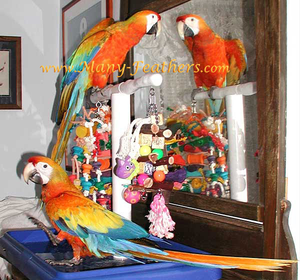 Capri Macaws, Liberty & Phoenix