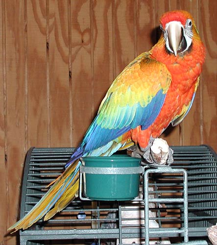 Hybrid baby Capri Macaw, Liberty