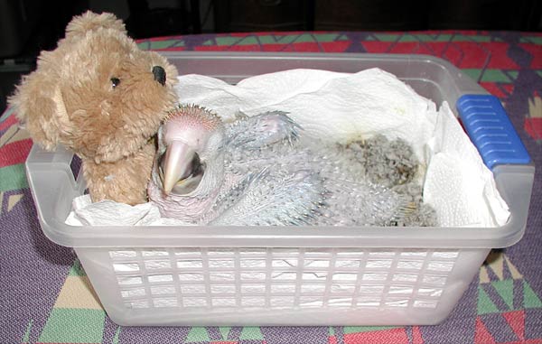 3 week old hybrid Baby Capri Macaw