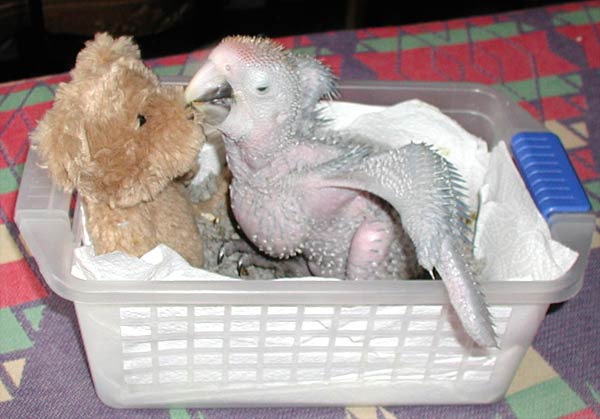 3 week old Baby Capri Macaw