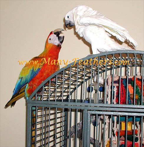 Capri Macaw & Umbrella Cockatoo