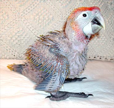 Baby Capri Macaw