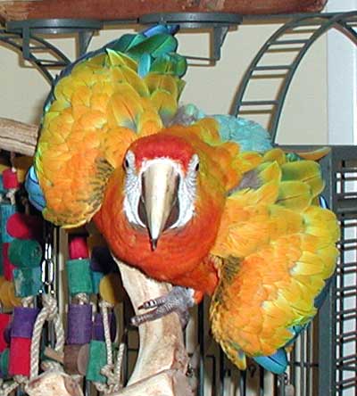 Capri Macaw, Liberty