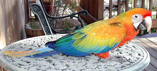 Capri Macaw, Liberty, on 9/19/03