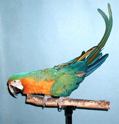 Rascal