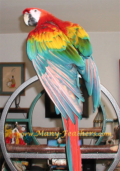 Scarlet Hybrid Macaw, Spice