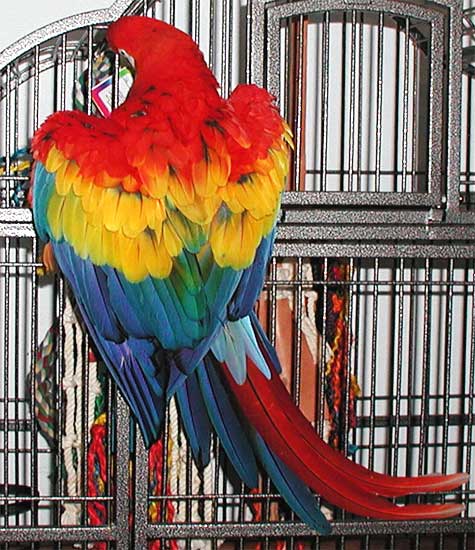 Scarlet Macaw, Aphrodite